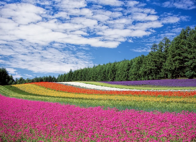 Påskeliljer som bæredygtige blomster: En guide til at bruge dem i din have og indretning