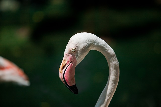 Fra østeuropæiske traditioner til moderne kunst: Historien bag flamingoskæring